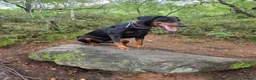 Dobermann dogs for sale: KC registered Dobermann puppies in Widnes - Advert 1