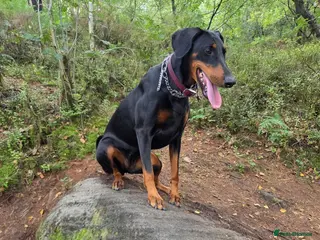Dobermann dogs KC registered Dobermann puppies in Widnes - Advert 4