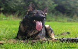 German Shepherd dogs for sale: Looking for good home for my boy Thorn - Image 5