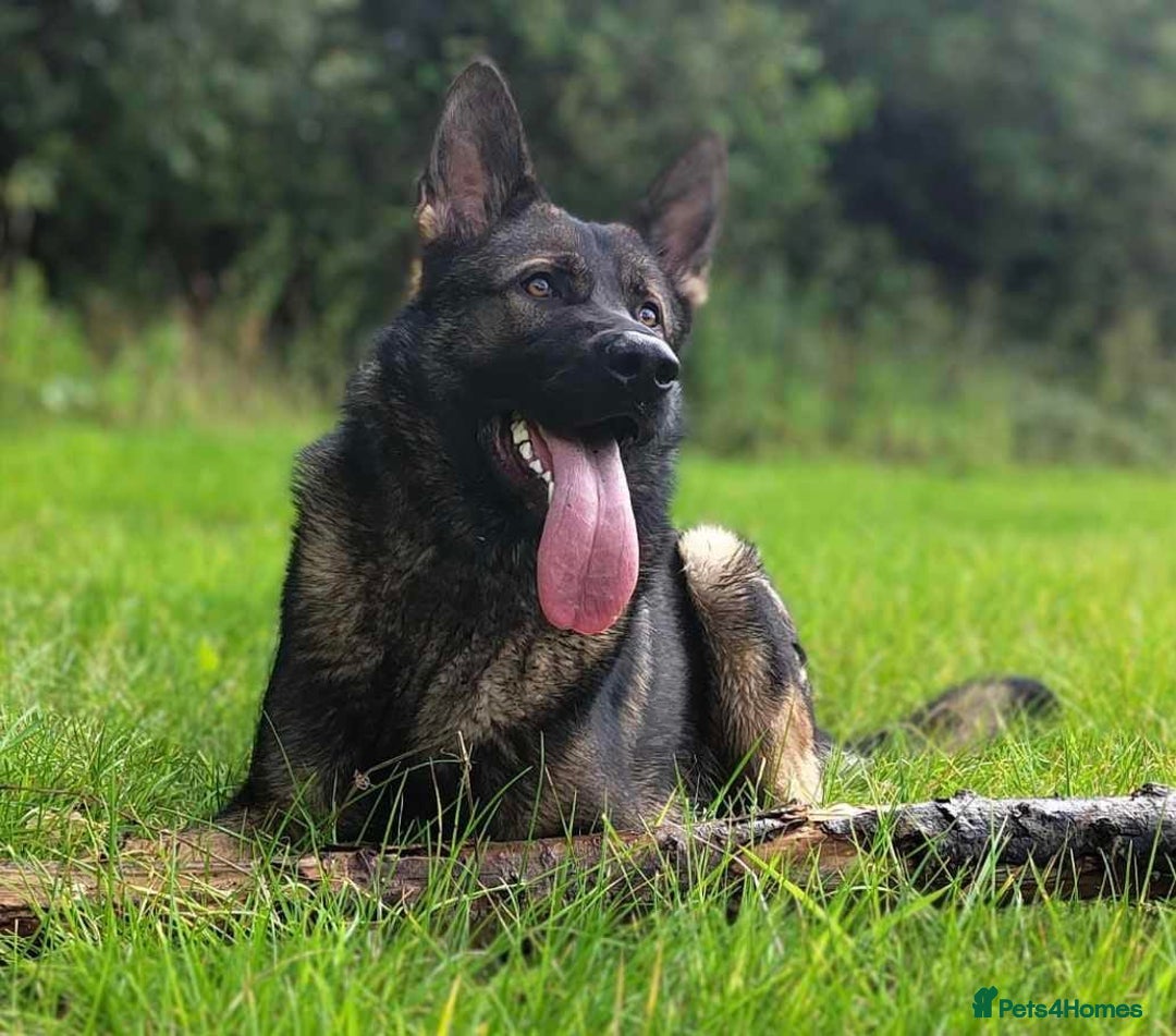 German Shepherd dogs for sale: Looking for good home for my boy Thorn - Image 5