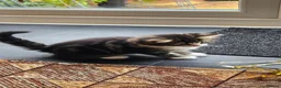 British Longhair cats for sale: Kittens  - Advert 14