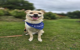 Mixed Breed dogs for adoption: 🍉Pipin🍉 for adoption, fostered in GLASGOW - Image 1