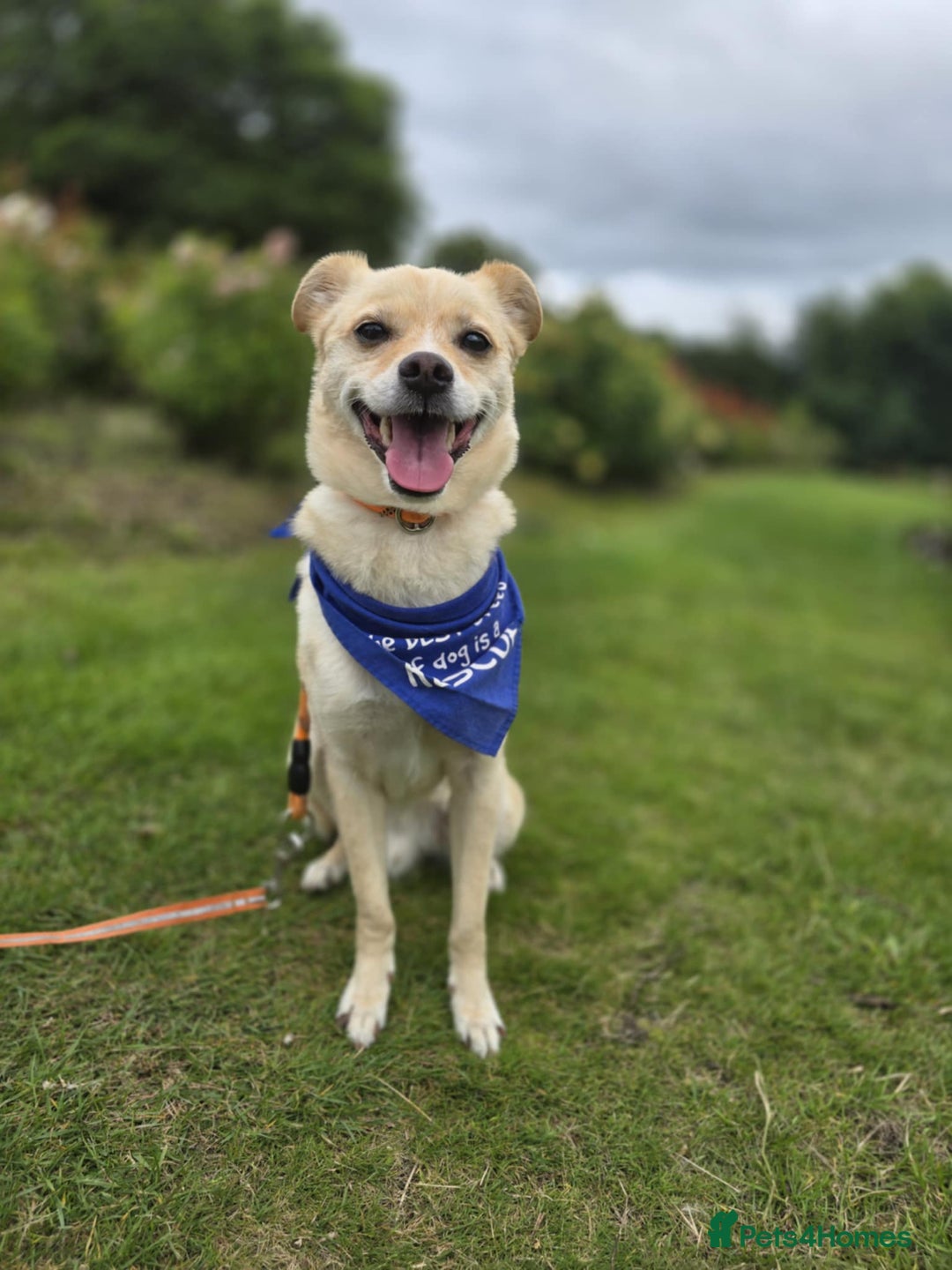 Mixed Breed dogs for adoption: 🍉Pipin🍉 for adoption, fostered in GLASGOW - Image 1