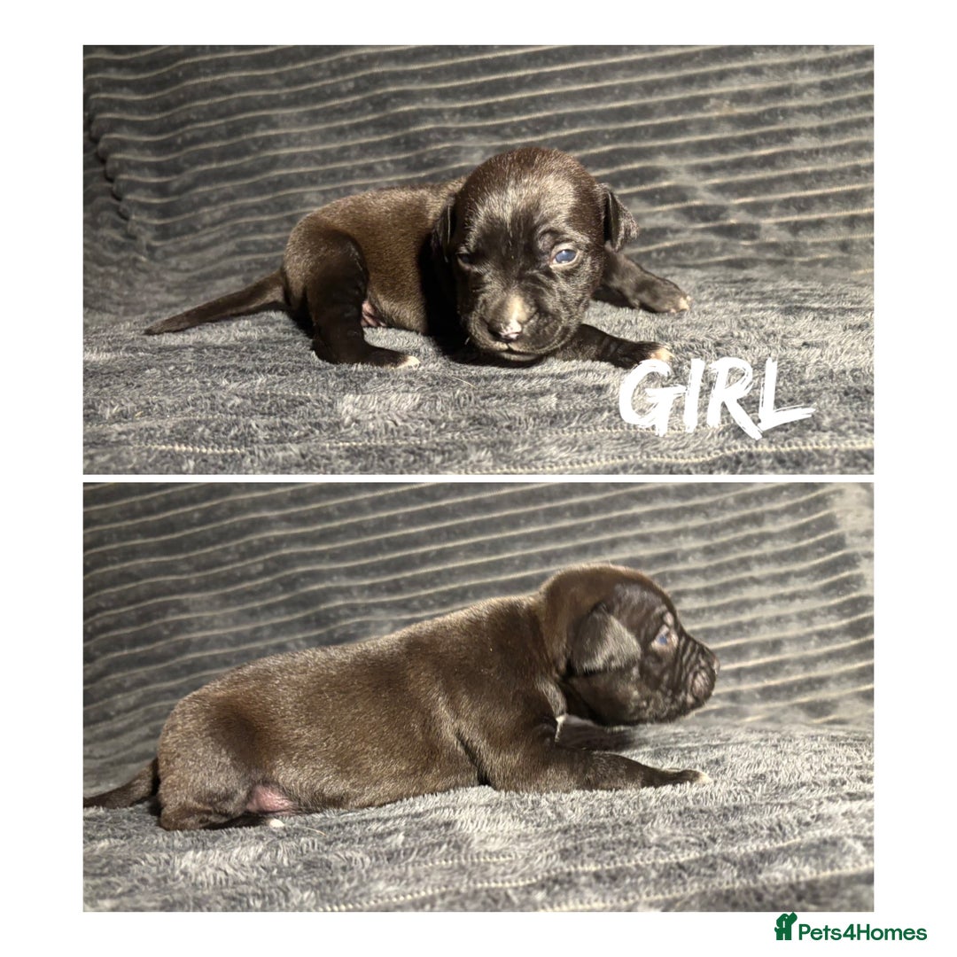 Mixed Breed dogs for sale: Staffordshire bull terrier X - Advert 8