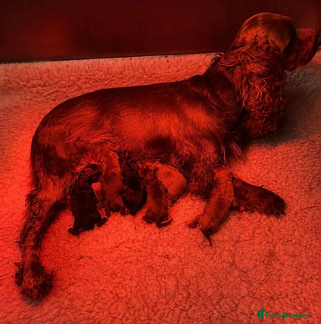 Cockapoo dogs for sale: Beautiful F1 Cockapoo Puppies - Advert 2