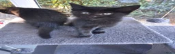 Mixed Breed cats for sale: Gorgeous Tortoiseshell and ghost tabbies 😻 - Advert 24