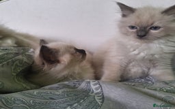 Ragdoll cats for sale: Ragdoll kittens  - Image 2