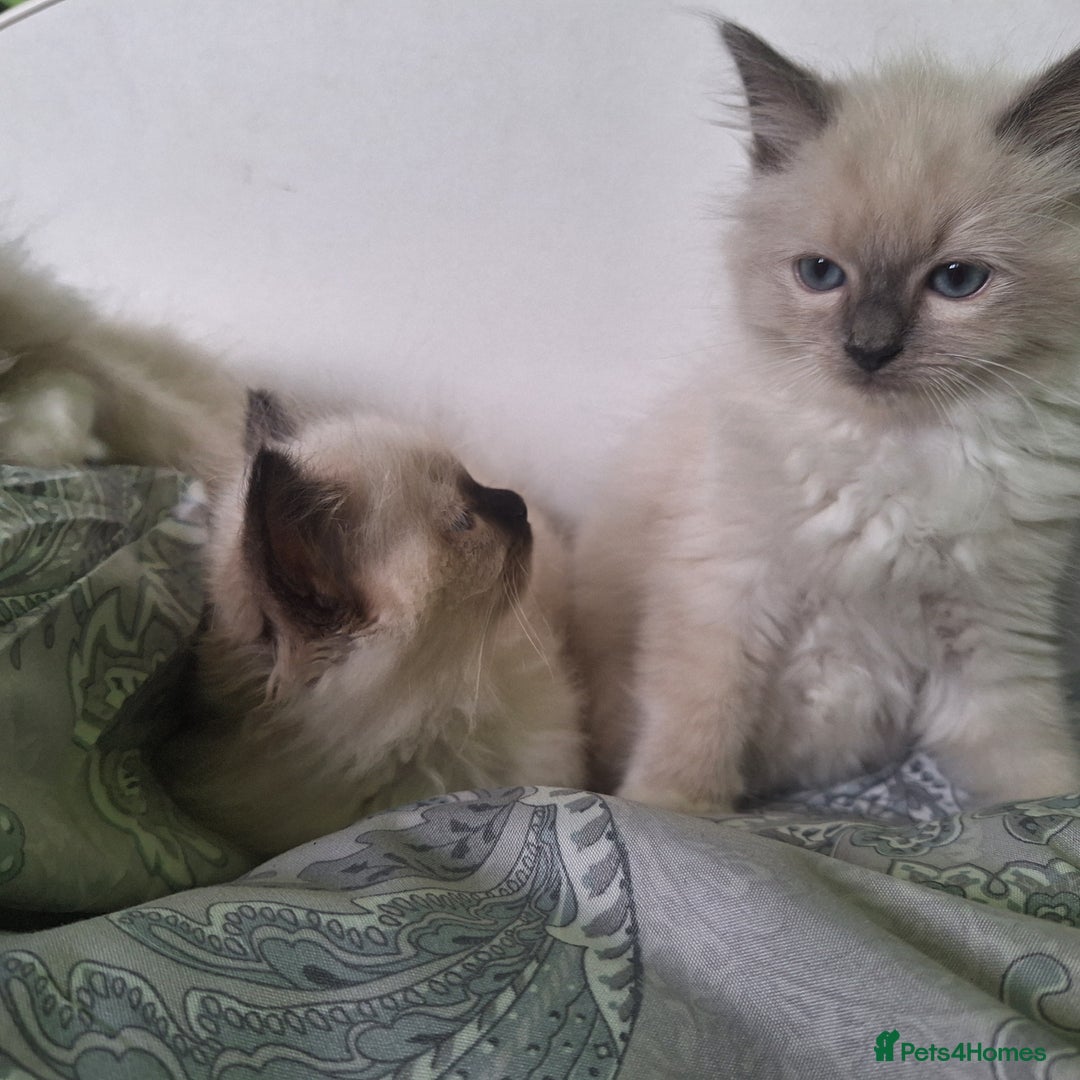 Ragdoll cats for sale: Ragdoll kittens  - Image 2