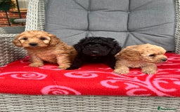 Cockapoo dogs for sale: Cockapoo - Image 2