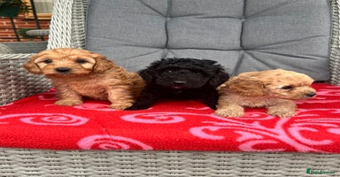 Cockapoo dogs - Advert 10