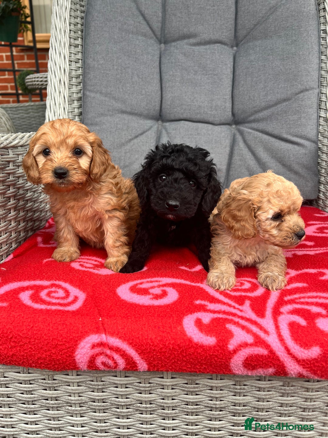 Cockapoo dogs for sale: Cockapoo - Image 2
