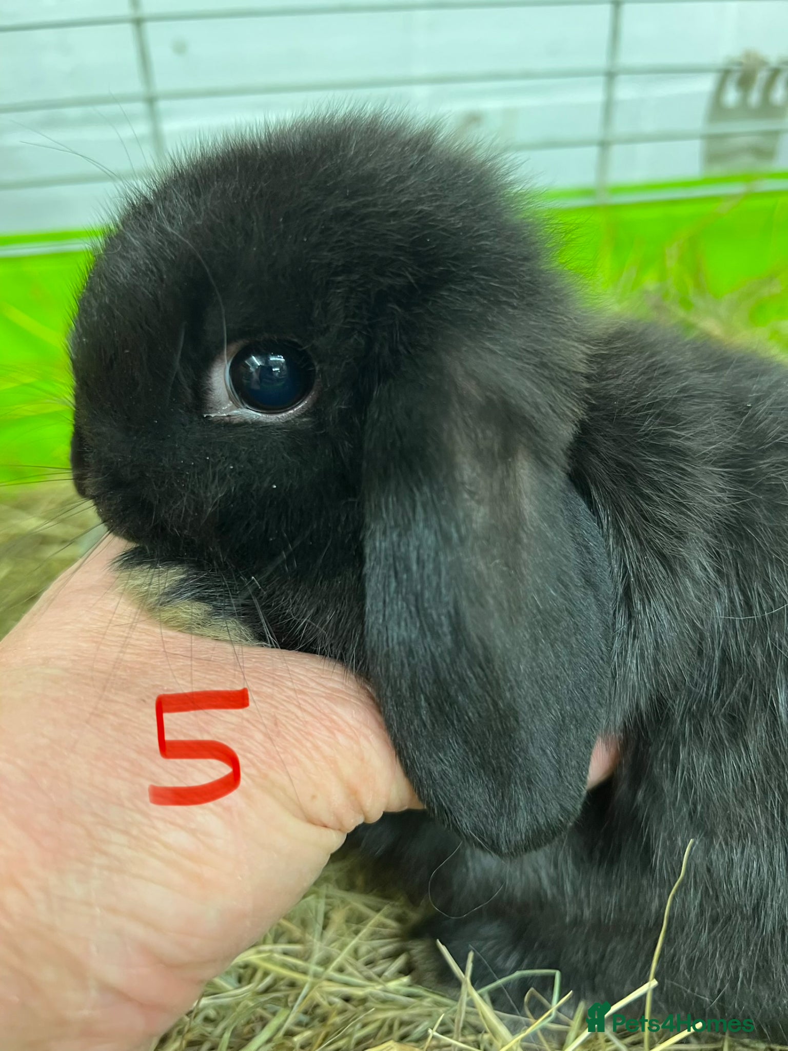 Mini Lop rabbits for sale: Beautiful Mini Lop Boys  in Loughborough - Advert 14