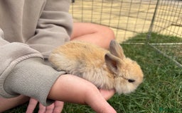Mini Lop rabbits for sale: Adorable Baby Mini Lop Rabbits – Ready Soon! ✨🐰 - Image 5