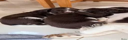 English Springer Spaniel dogs for sale:   Stunning Liver & White Springer Spaniel  Puppies - Advert 10