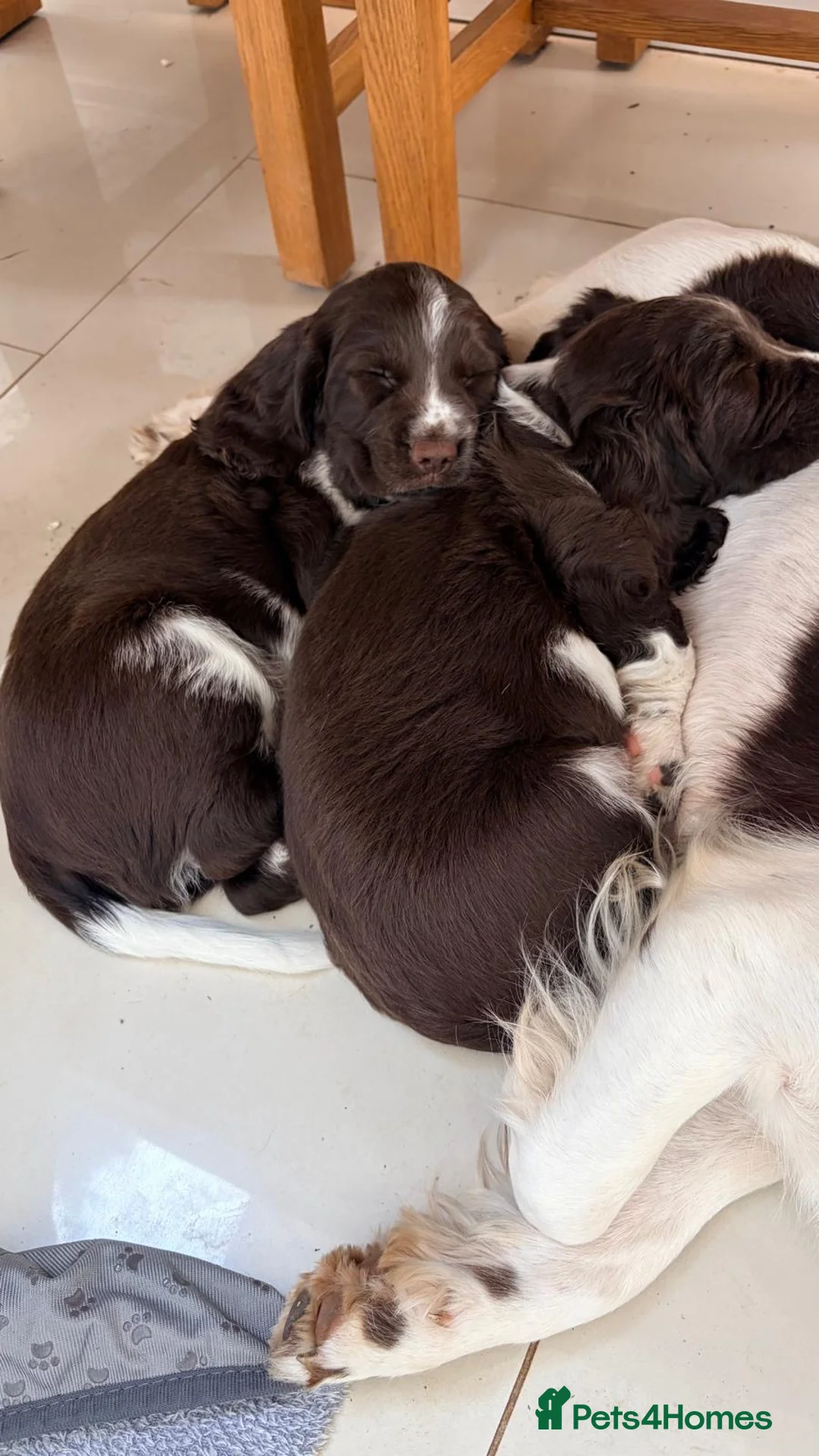 English Springer Spaniel dogs for sale:   Stunning Liver & White Springer Spaniel  Puppies - Advert 10
