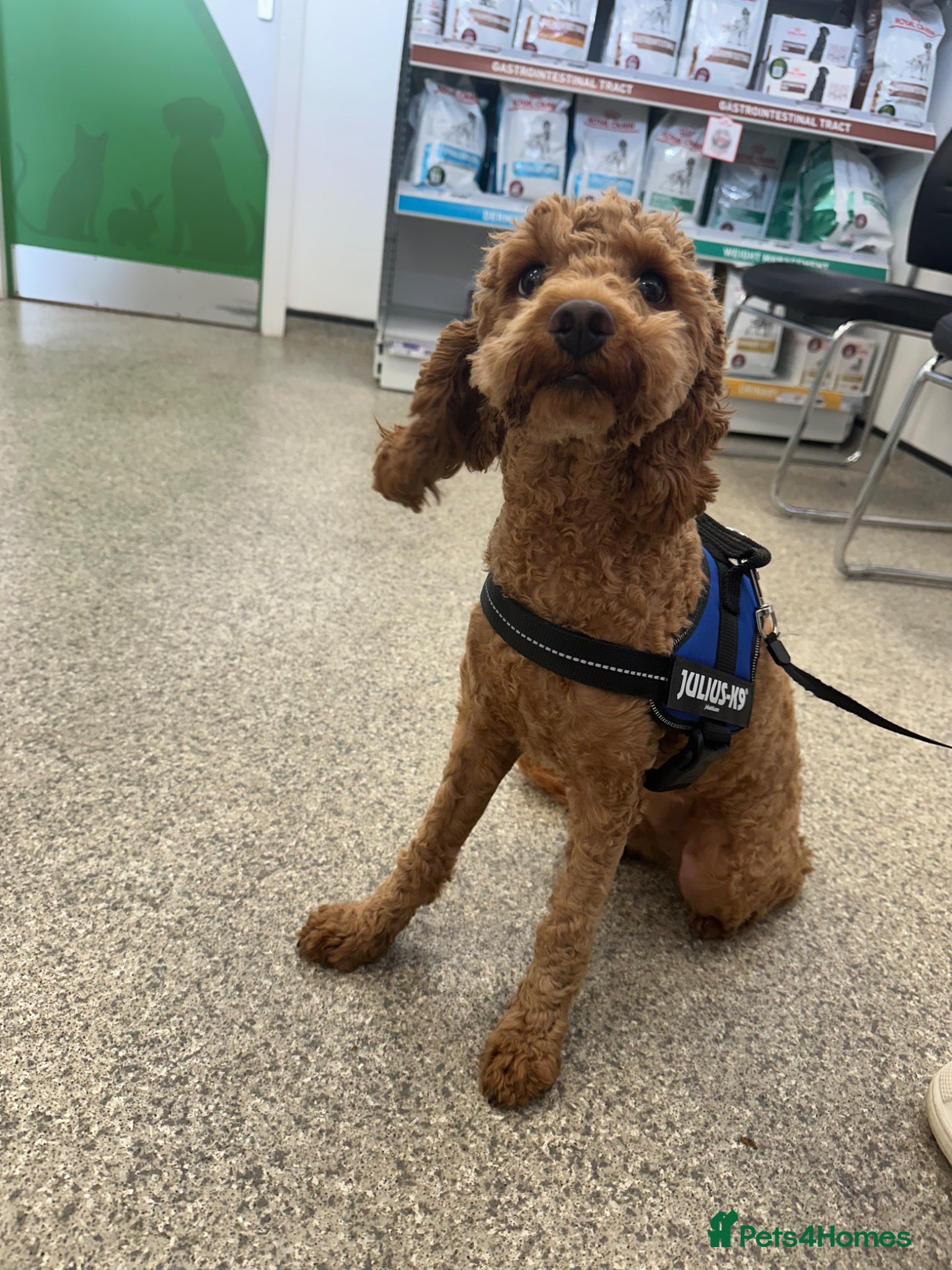 Cavapoo dogs for sale: Ozzy f1 cavapoo *reserved currently  - Advert 4