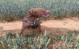 Mixed Breed dogs for sale: Brucie nearly 4 Cross breed  - Image 3