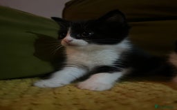 Mixed Breed cats for sale: Gorgeous family kittens nearly ready for new homes - Image 3