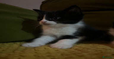 Mixed Breed cats - Advert 7
