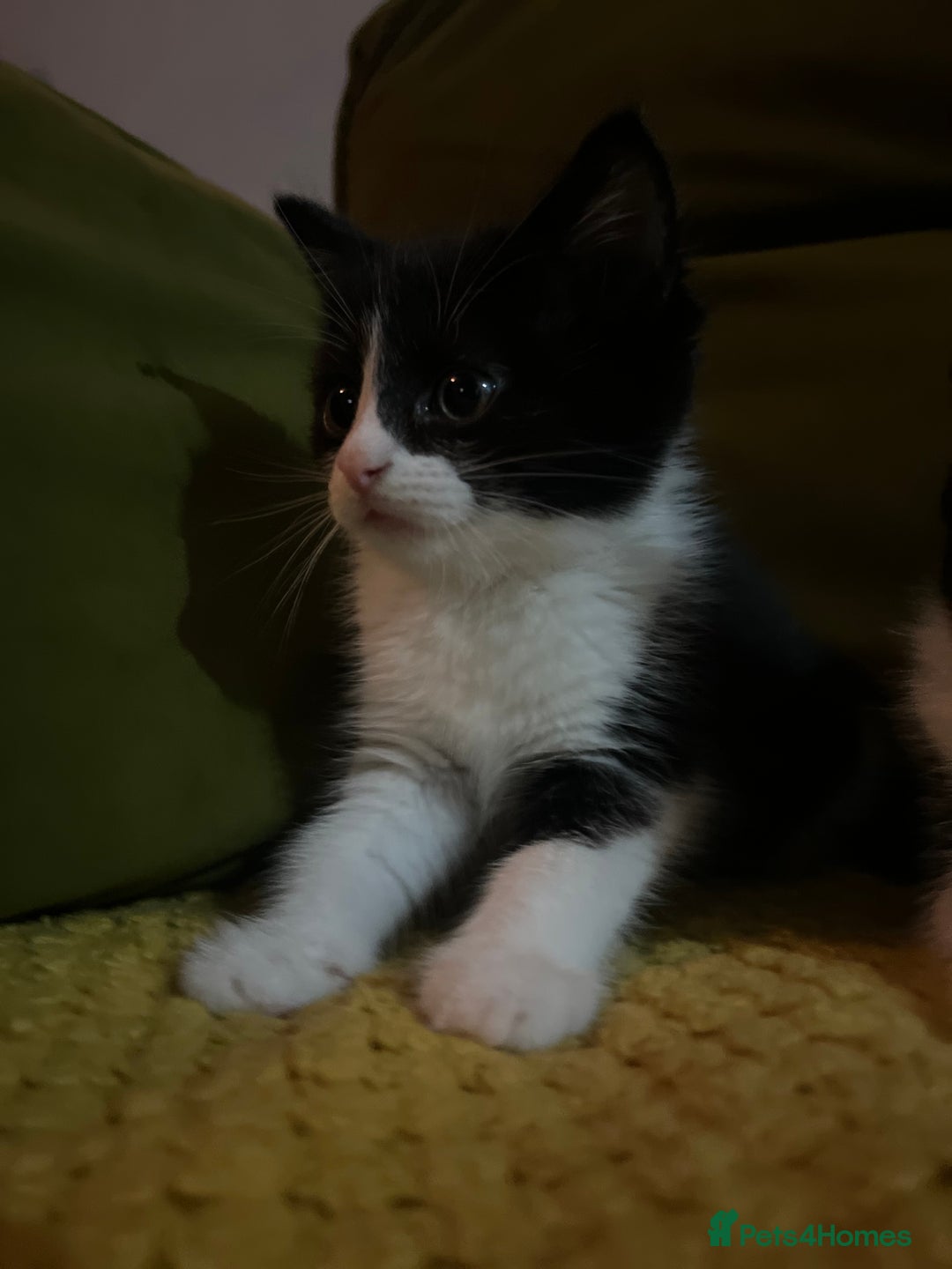 Mixed Breed cats for sale: Gorgeous family kittens nearly ready for new homes - Image 3