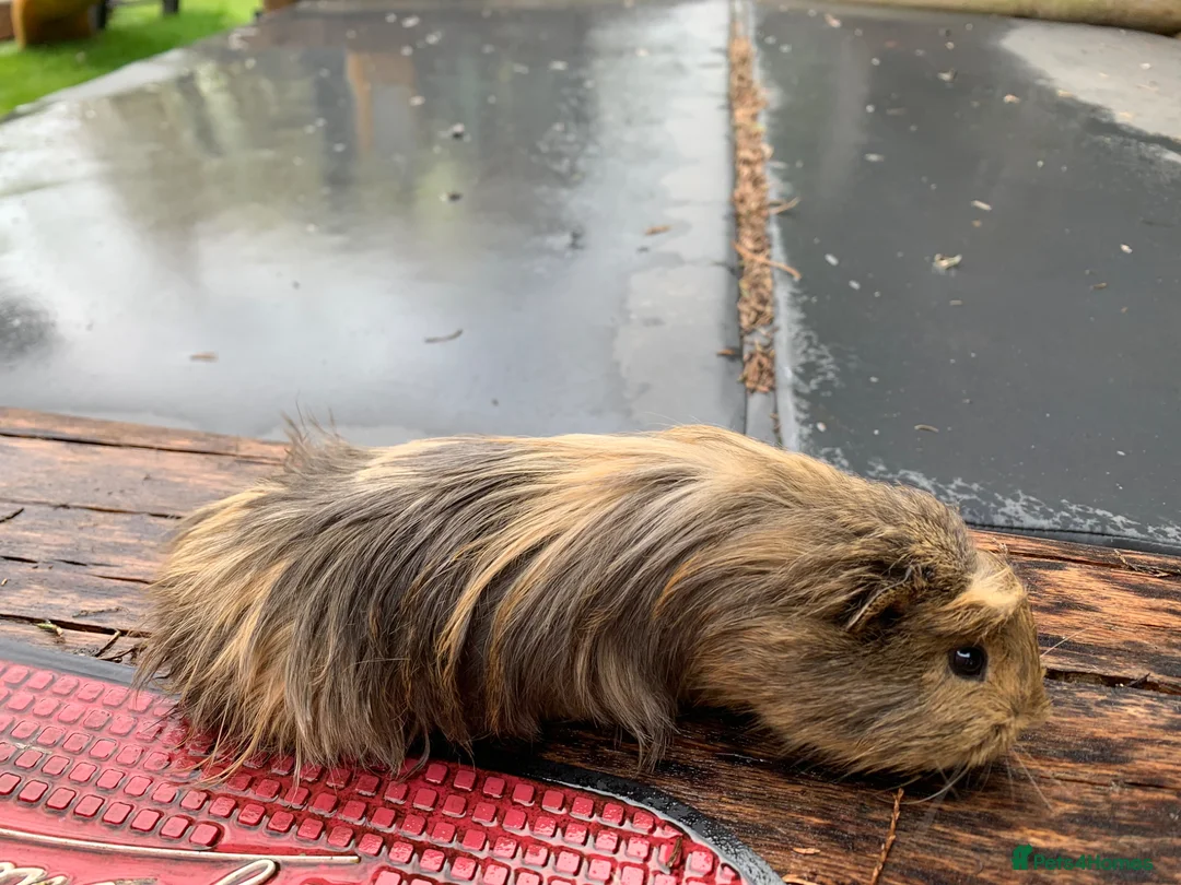 Guinea Pig rodents for sale: Male Guinea pigs - Advert 2