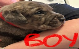 Mixed Breed dogs for sale: Rottie Corso for sale  - Image 13
