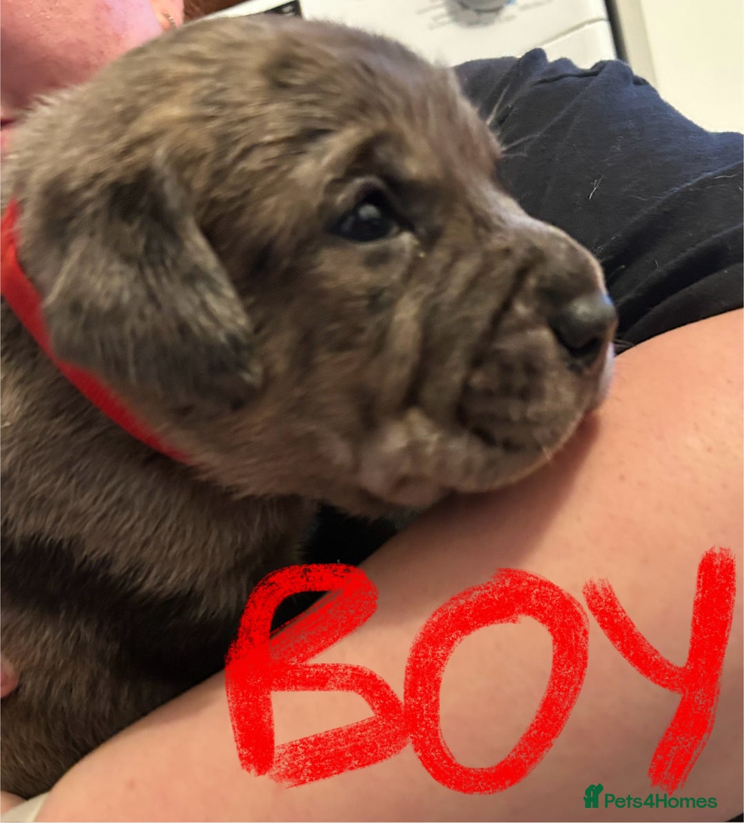 Mixed Breed dogs for sale: Rottie Corso for sale  - Image 13