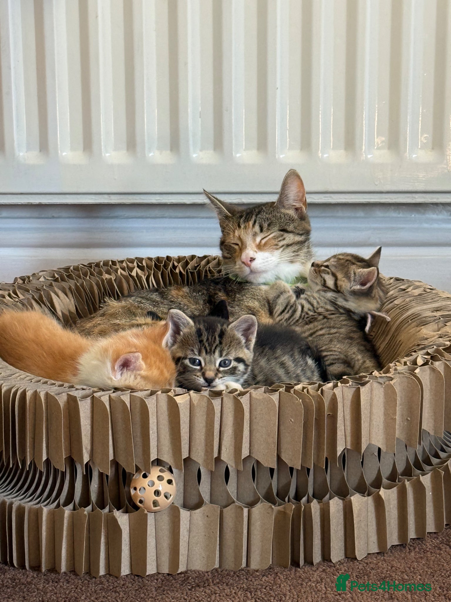 Mixed Breed cats Three beautiful girl kittens one male 17th may - Advert 9
