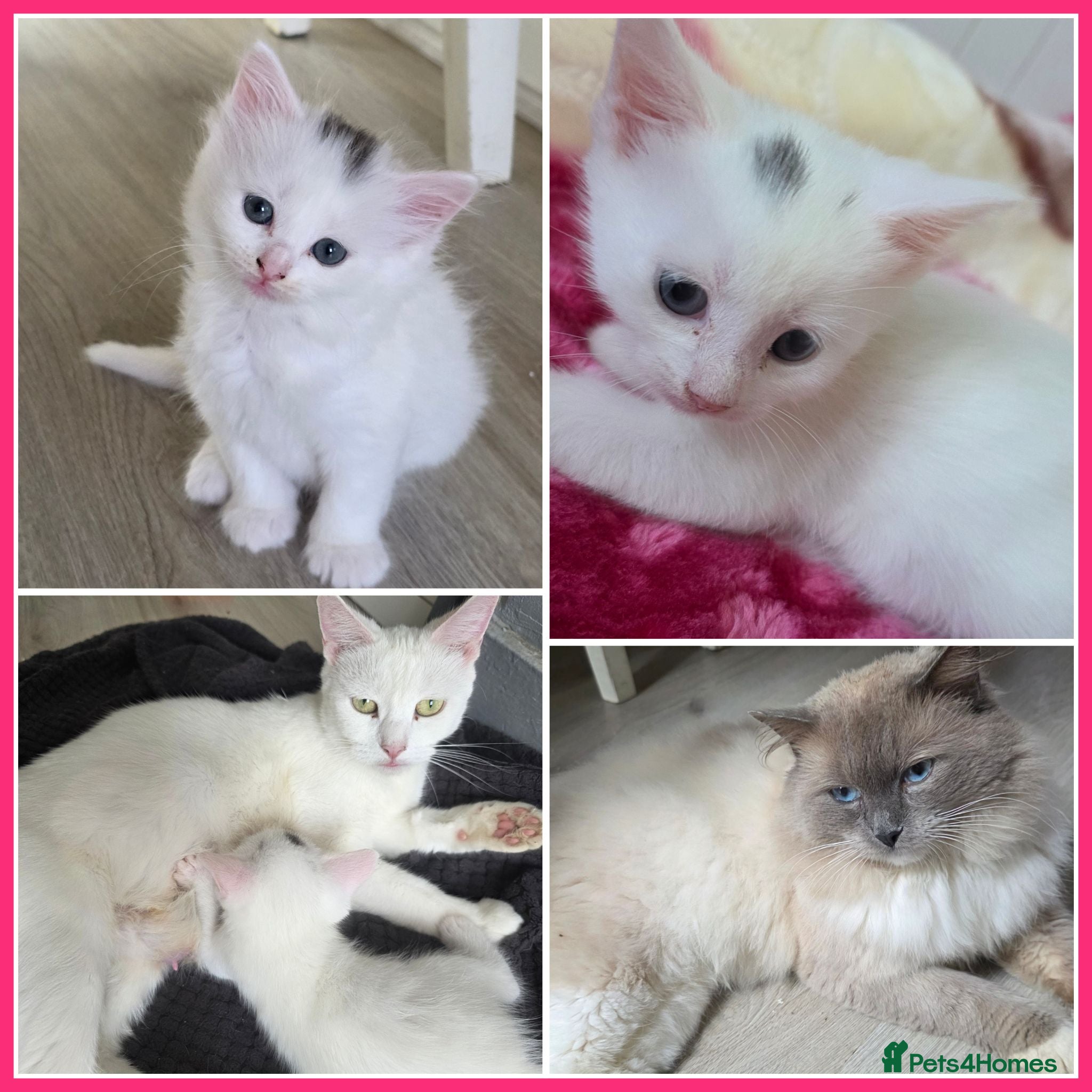 Mixed Breed cats 🔹️🔸️🔹️Kittens🔸️domestic cat x Ragdoll 🔹️🔸️ - Advert 14