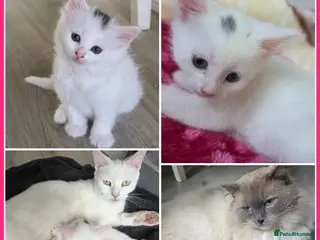 Mixed Breed cats 🔹️🔸️🔹️Kittens🔸️domestic cat x Ragdoll 🔹️🔸️ - Advert 14
