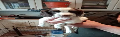 English Springer Spaniel orange