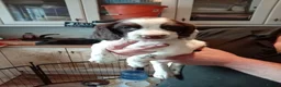 English Springer Spaniel dogs for sale: Ready now english Springer spaniels - Advert 4