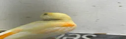 Canaries birds for sale: 5 young aviary bred canaries for sale - Advert 3