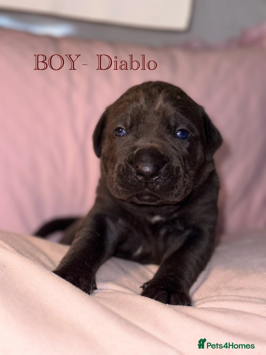 Cane Corso dogs for sale: Cane corso IKC/FCI  - Advert 21