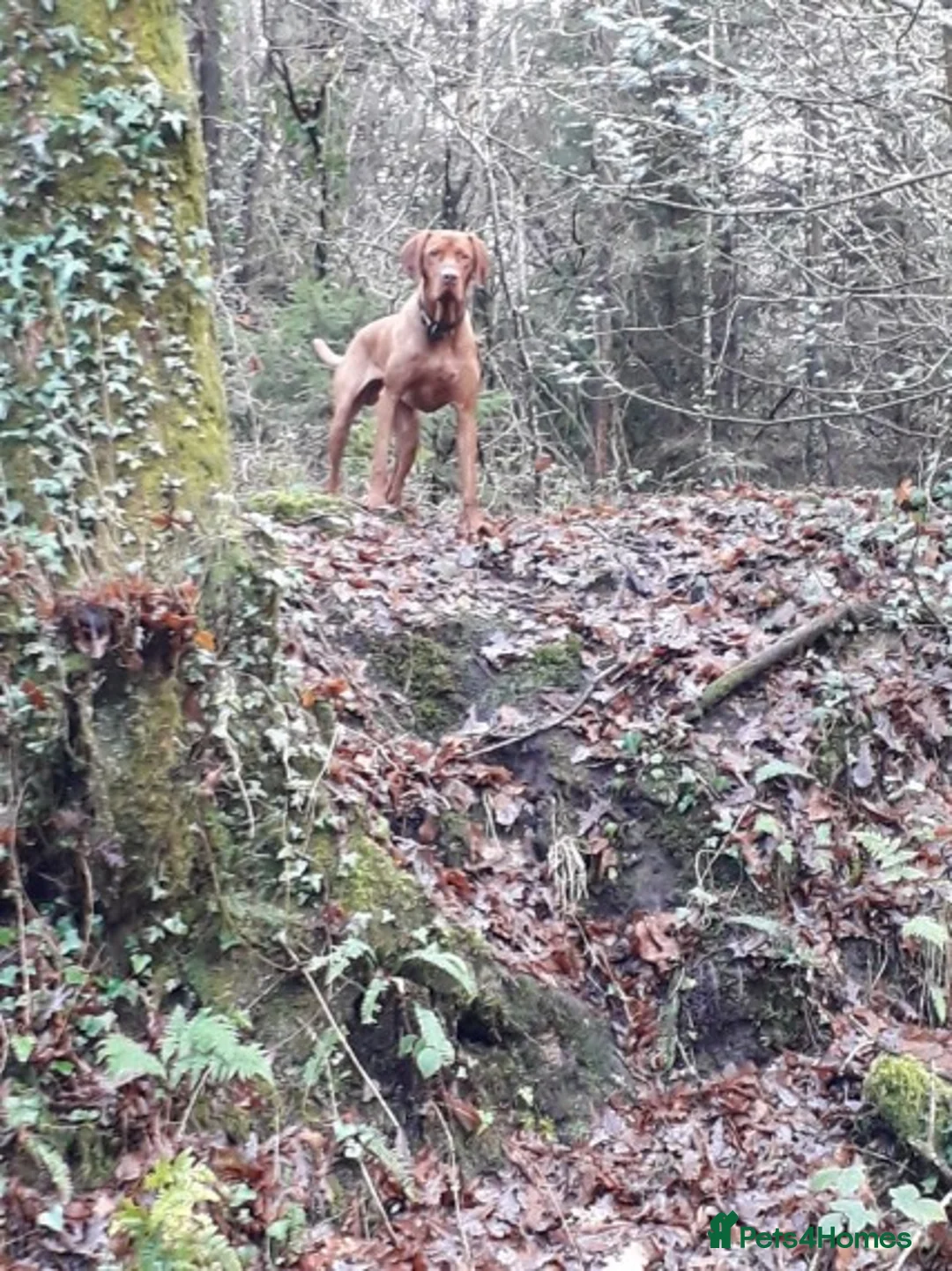 Hungarian Vizsla dogs for stud: Hungarian Vizsla for stud! in Llantwit Major - Advert 20