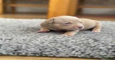 American Bully dogs American Pocket Bully Puppies - Advert 6