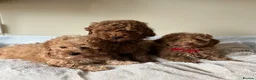 Cavapoochon dogs for sale: Cavapoochon puppies  - Advert 14