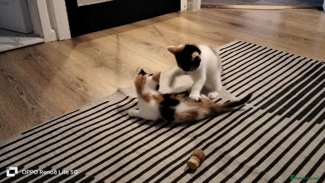 Domestic Shorthair cats for sale: Kittens  - Advert 8