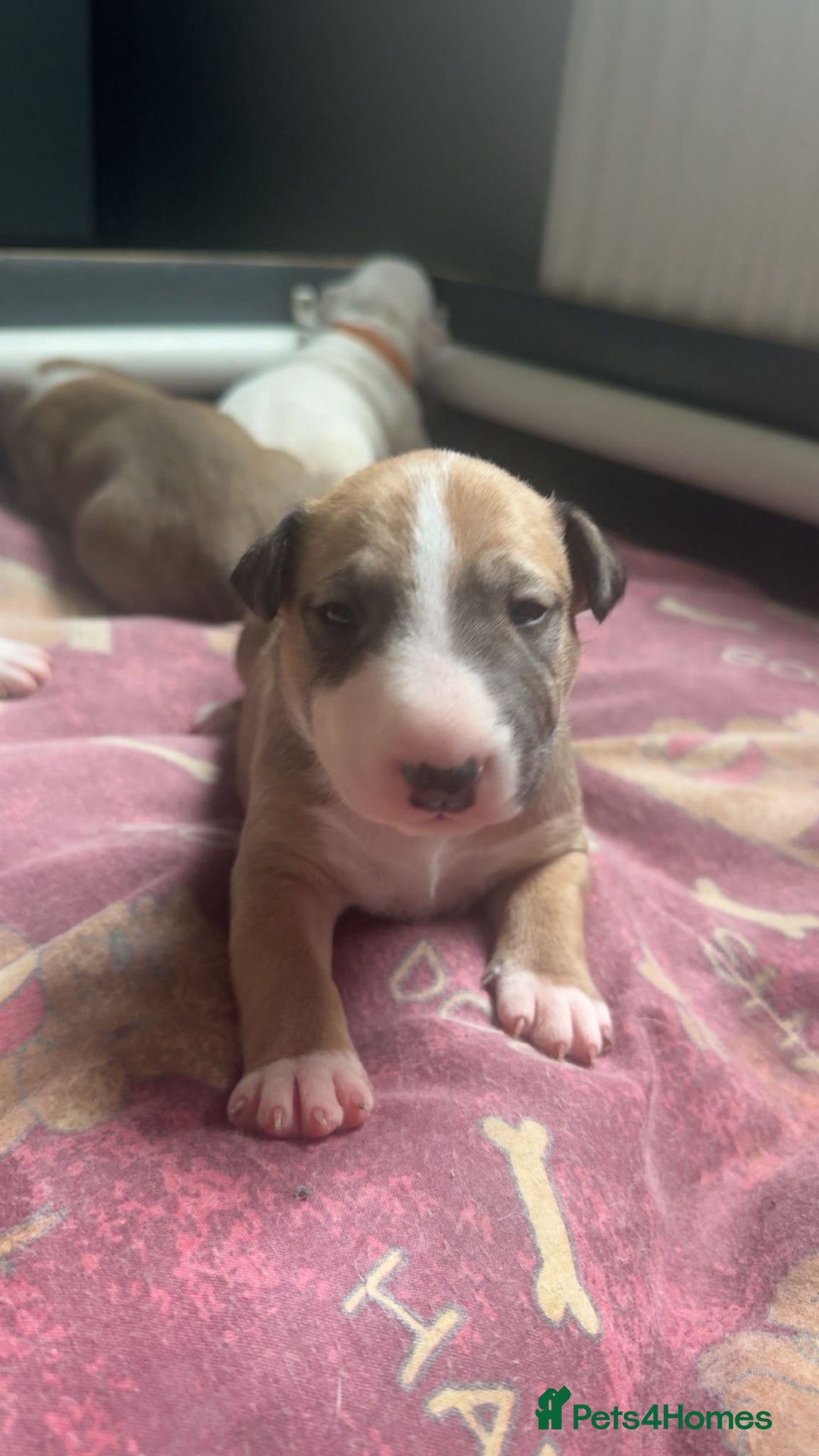 English Bull Terrier dogs for sale: Stunning KC miniature English bull terrier puppies - Advert 1