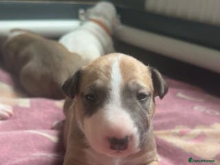 English Bull Terrier dogs Stunning KC miniature English bull terrier puppies - Advert 4