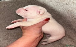 French Bulldog dogs for sale: Stunning french bulldogs  - Image 5