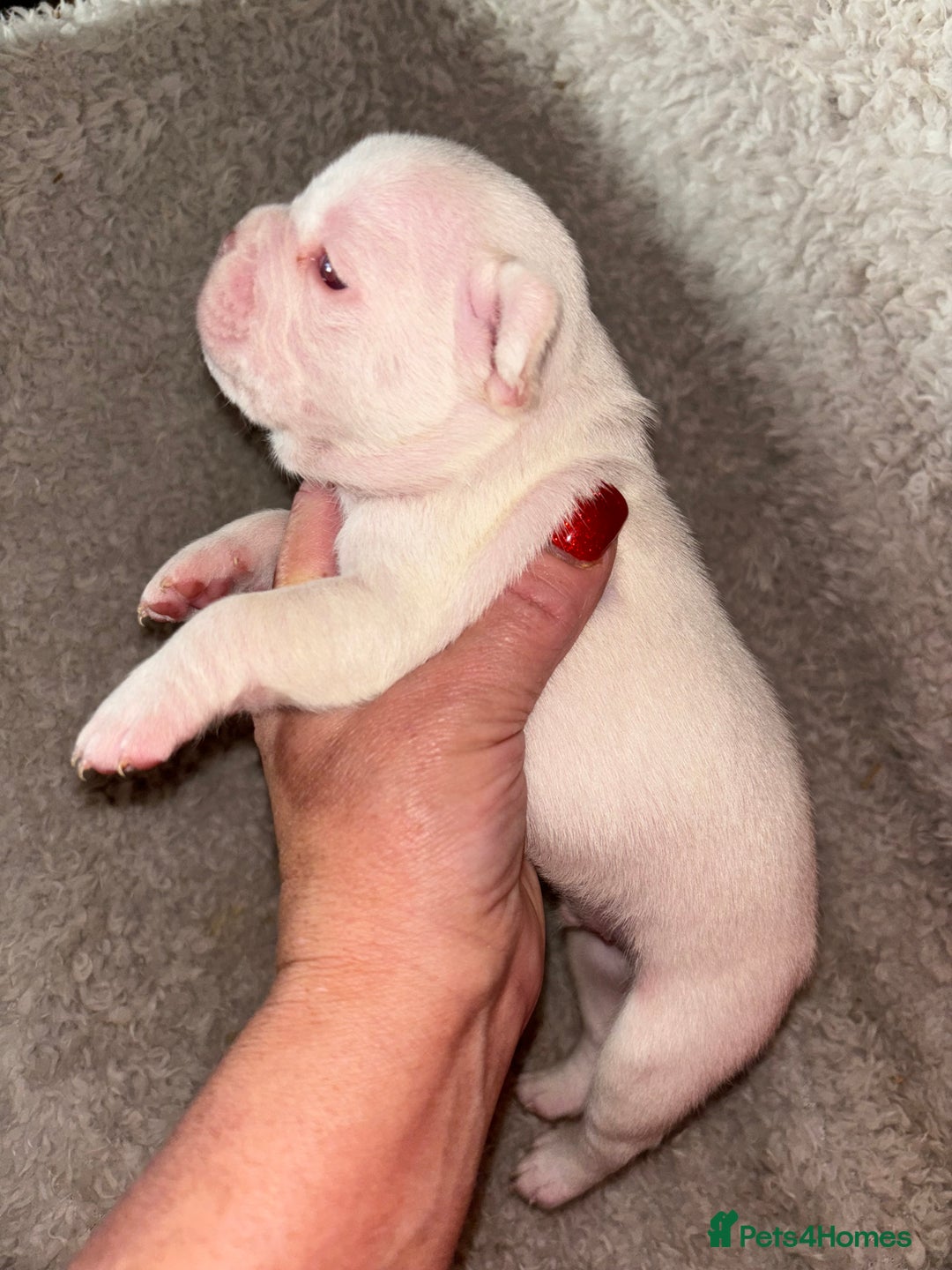 French Bulldog dogs for sale: Stunning french bulldogs  - Image 5