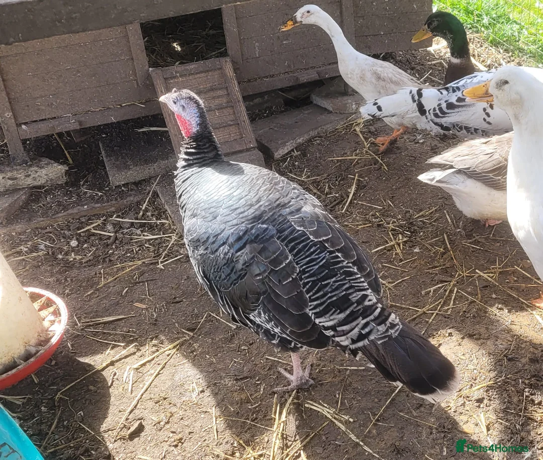 Turkeys poultry for sale: Bronze turkey hen for sale  - Advert 1