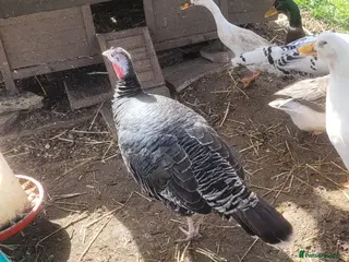 Turkeys poultry Bronze turkey hen for sale - Advert 10