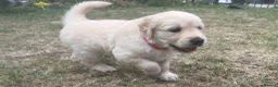 Golden Retriever dogs for sale: Gorgeous Chunky Golden Retriever Puppies - Advert 36