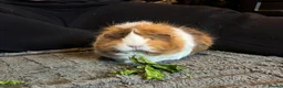 Guinea Pig rodents for sale: Beautiful babies BORN/ready 2 reserve  - Advert 9
