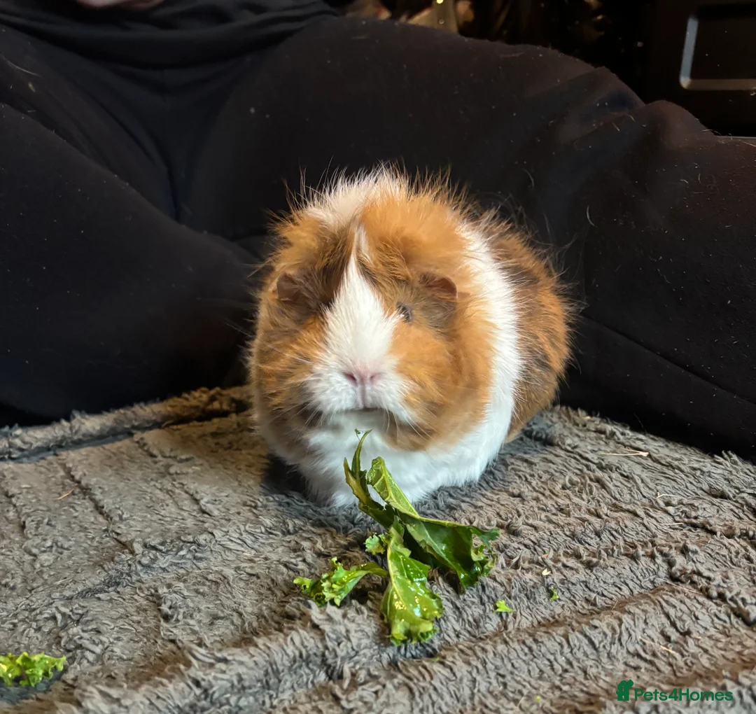 Guinea Pig rodents for sale: Beautiful babies BORN/ready 2 reserve  - Advert 9