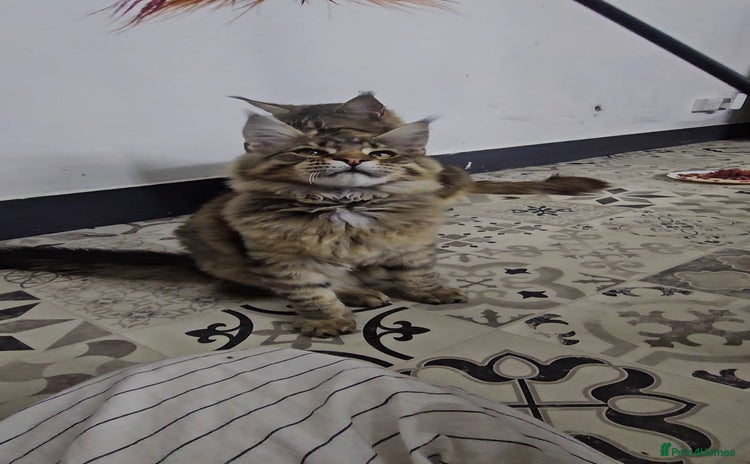 Maine Coon cats - Advert 1
