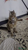 Maine Coon cats - Advert 16