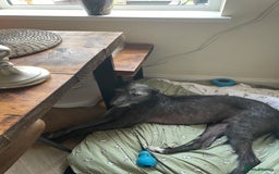 Lurcher dogs for sale: lurcher pups - Advert 13